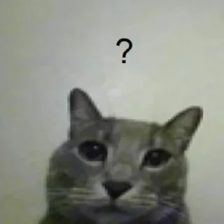 🐱