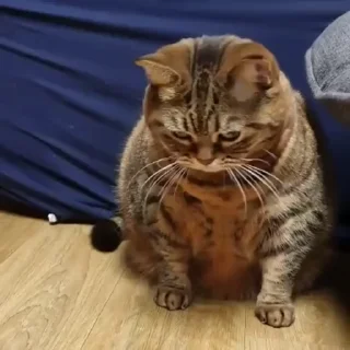 🐈