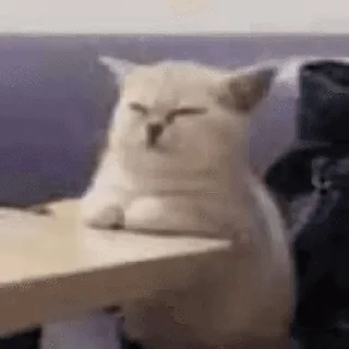 🐱