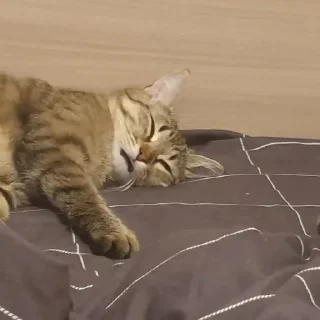 🥱