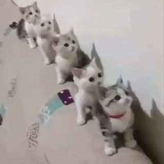 🐱