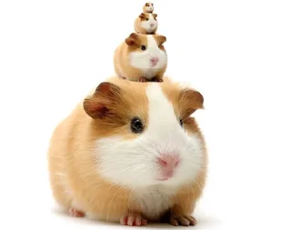 🐹