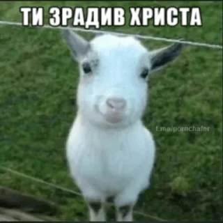 🐐