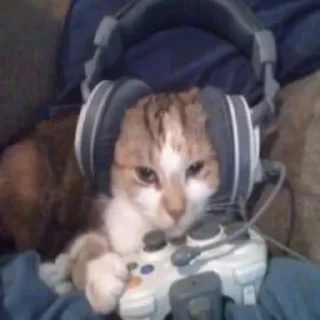 😼