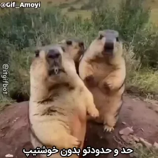 🦫