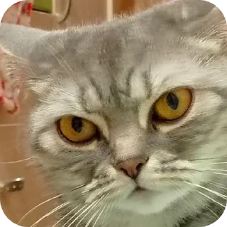 🐱
