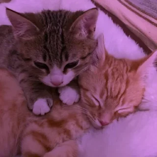 💜