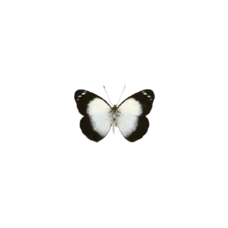 🦋