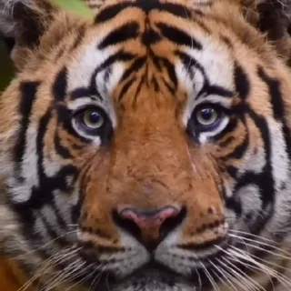 🤩