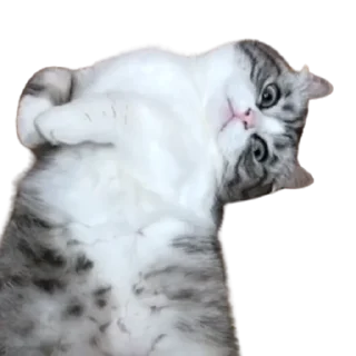 😺