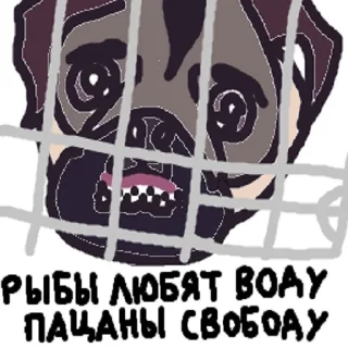 🐶