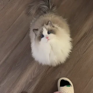 🐈‍⬛️