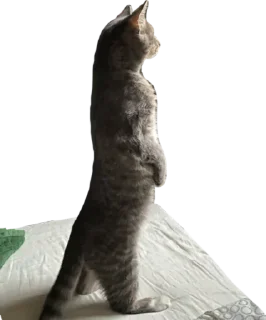 👀