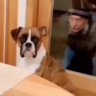 🐕