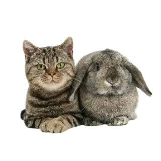 🐱