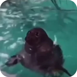 💃