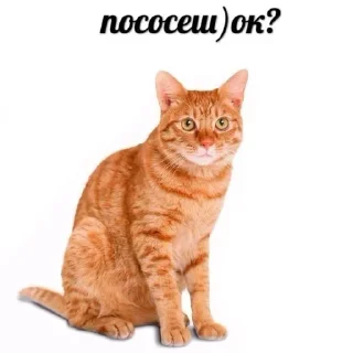 🌚