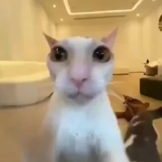 🌟