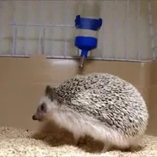 🦔