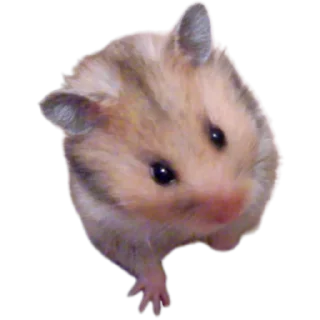 🐹