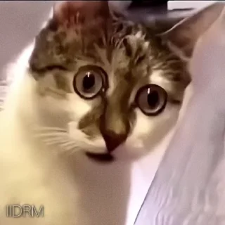 😳