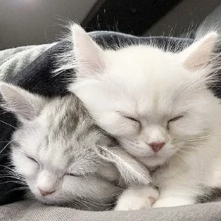 🤍
