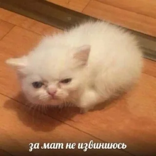 😾