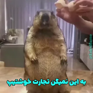 🦫
