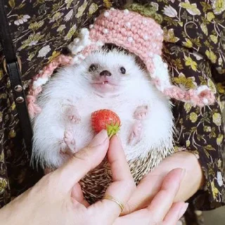 🦔