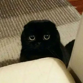 😺