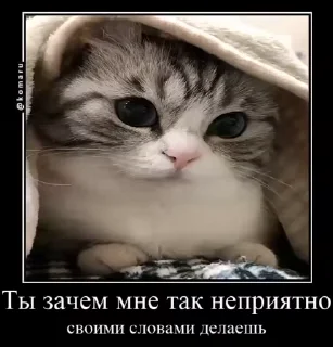 🐱