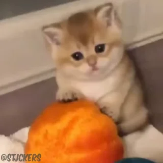 🥺