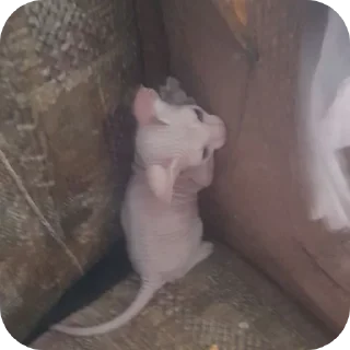 🐱