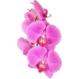 🌸