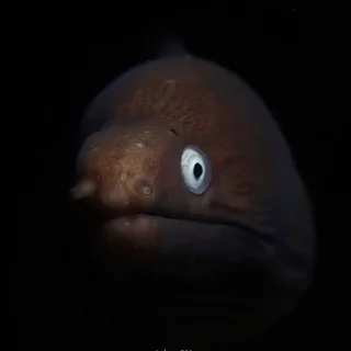 👀