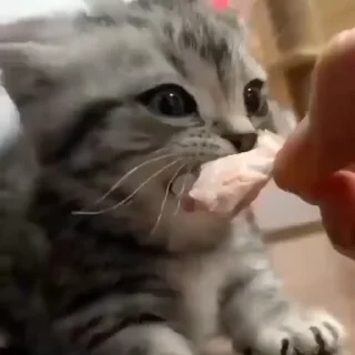 🐈‍⬛
