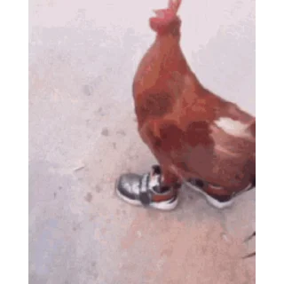🐔