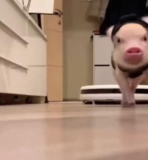 🐷