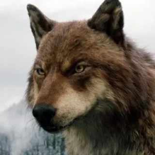 🐺