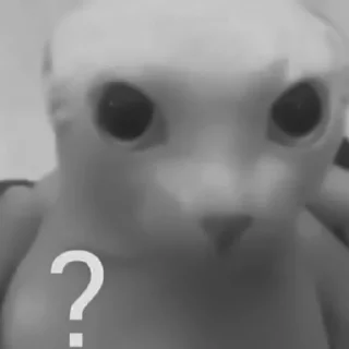🐈‍⬛️