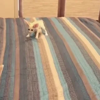 🦊