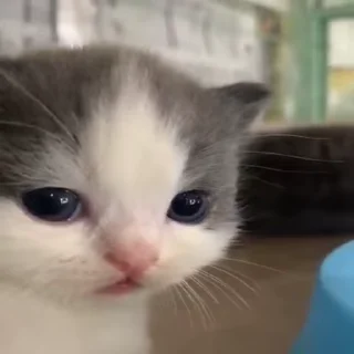 🌟