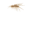 🕷
