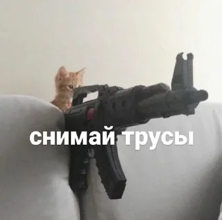 🐱