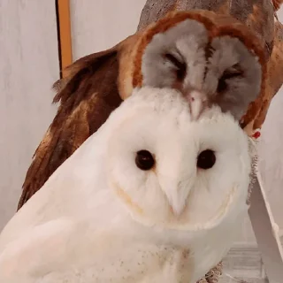 😘