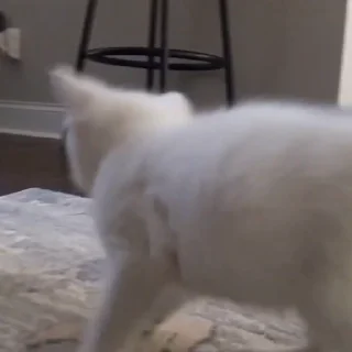 🐾