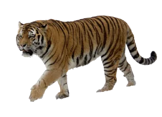 🐅