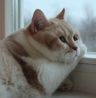 🐱
