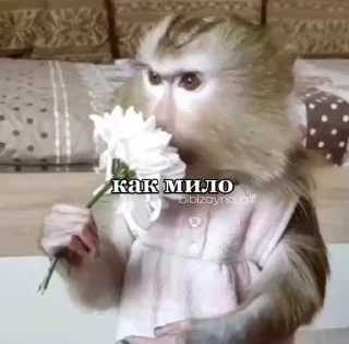 🙈