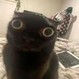 🙀